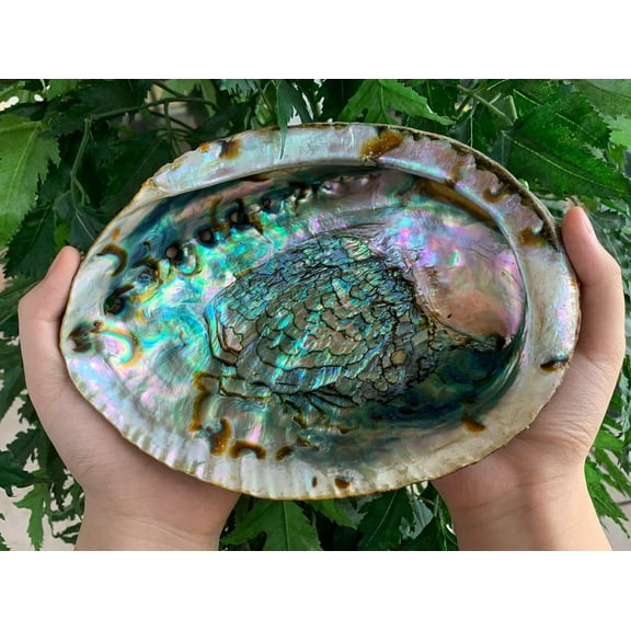 Abalone Shell, Seashell Incense Burner, Smudge Bowl for Holding Smudge Sticks, Incense, Crafts, Display, Jumbo - 7" to 8"