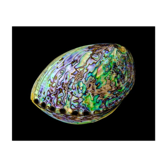 Abalone shell - Photography Marine Life Psychedelic Ocean Abstract Nautical Aquatic Nature Unframed Wall Art Print 6 x 8 inches