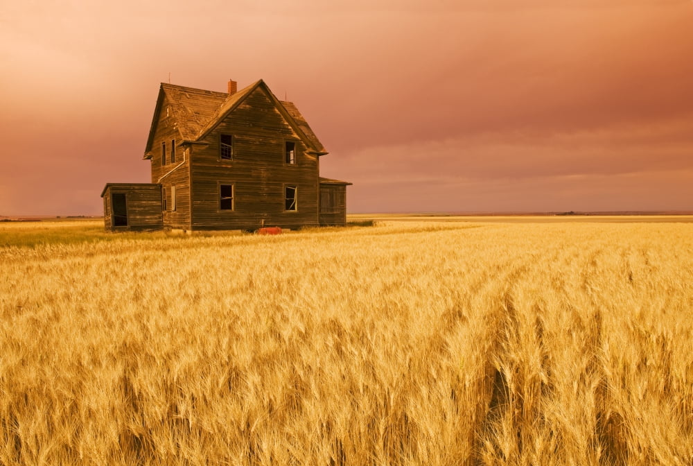 Abandoned Farm House Wind-Blown Durum Wheat Field Near Assiniboia Saskatchewan Canvas Art - Dave Reede Design Pics (17 x 12)