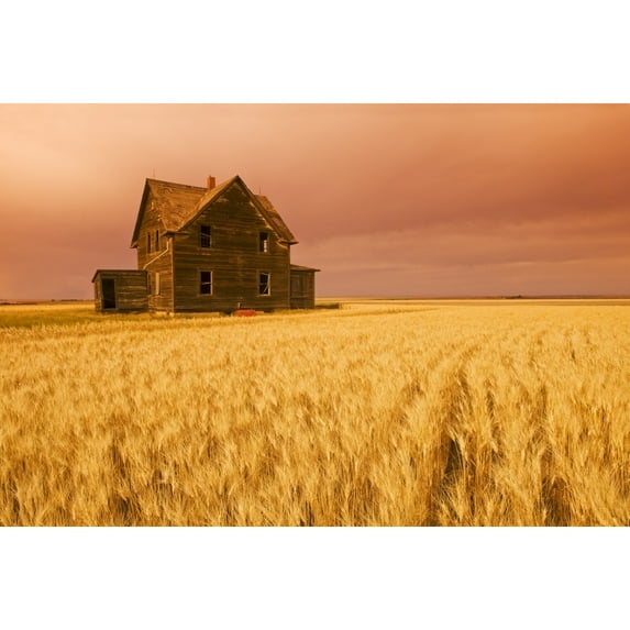 Abandoned Farm House Wind-Blown Durum Wheat Field Near Assiniboia Saskatchewan Poster Print