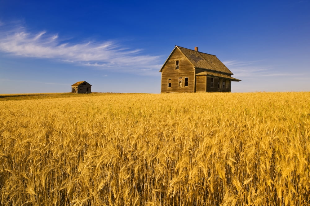Abandoned Farm House Wind-Blown Durum Wheat Field Near Burstall Saskatchewan Canvas Art - Dave Reede Design Pics (34 x 22)