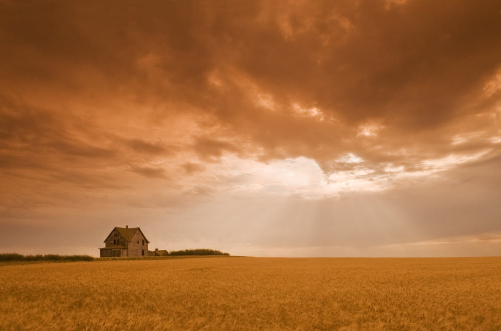 Abandoned Farm In Durum Wheat Field Near Assiniboia Saskatchewan Canada Canvas Art - Dave Reede Design Pics (17 x 11)