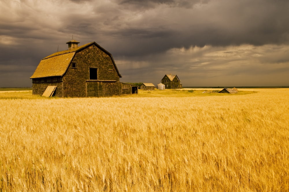 Abandoned Farm Wind-Blown Durum Wheat Field Near Assiniboia Saskatchewan Canvas Art - Dave Reede Design Pics (36 x 22)
