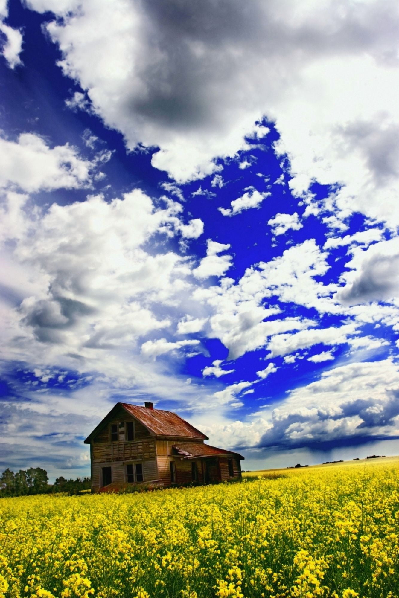 Abandoned Farmhouse In A Canola Field Canvas Art - Don Hammond Design Pics (22 x 34)