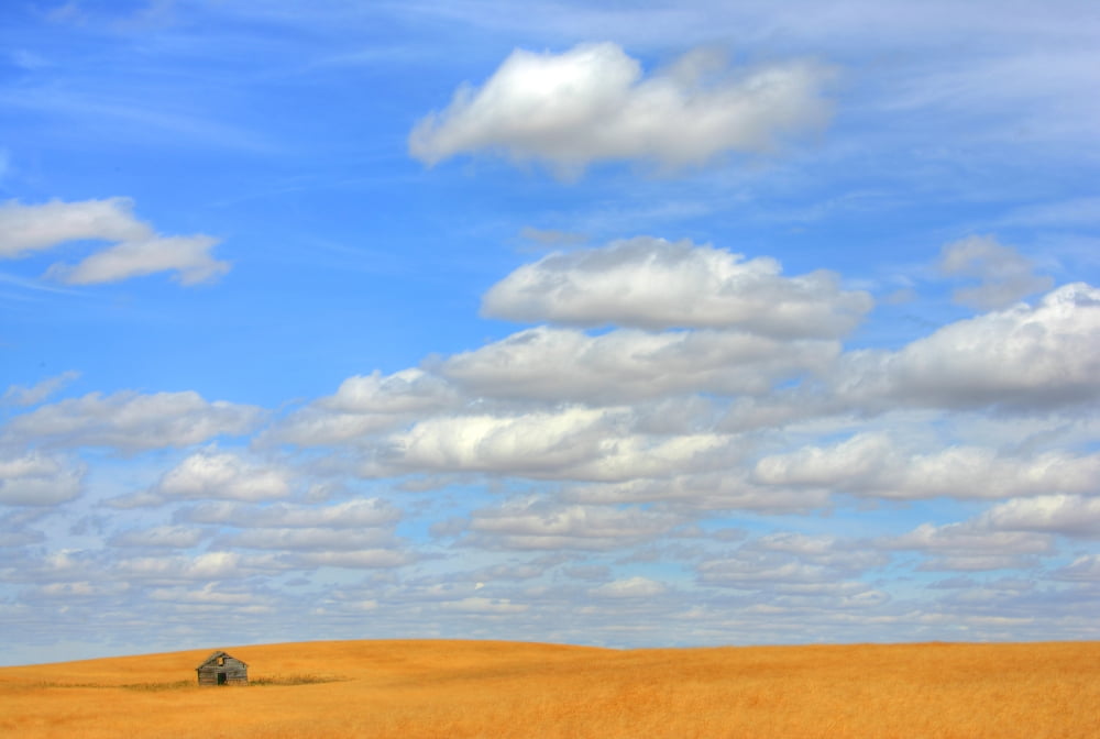 Abandoned Farmhouse In Wheat Field Near Val Marie Saskatchewan Canvas Art - Robert Postma Design Pics (34 x 22)