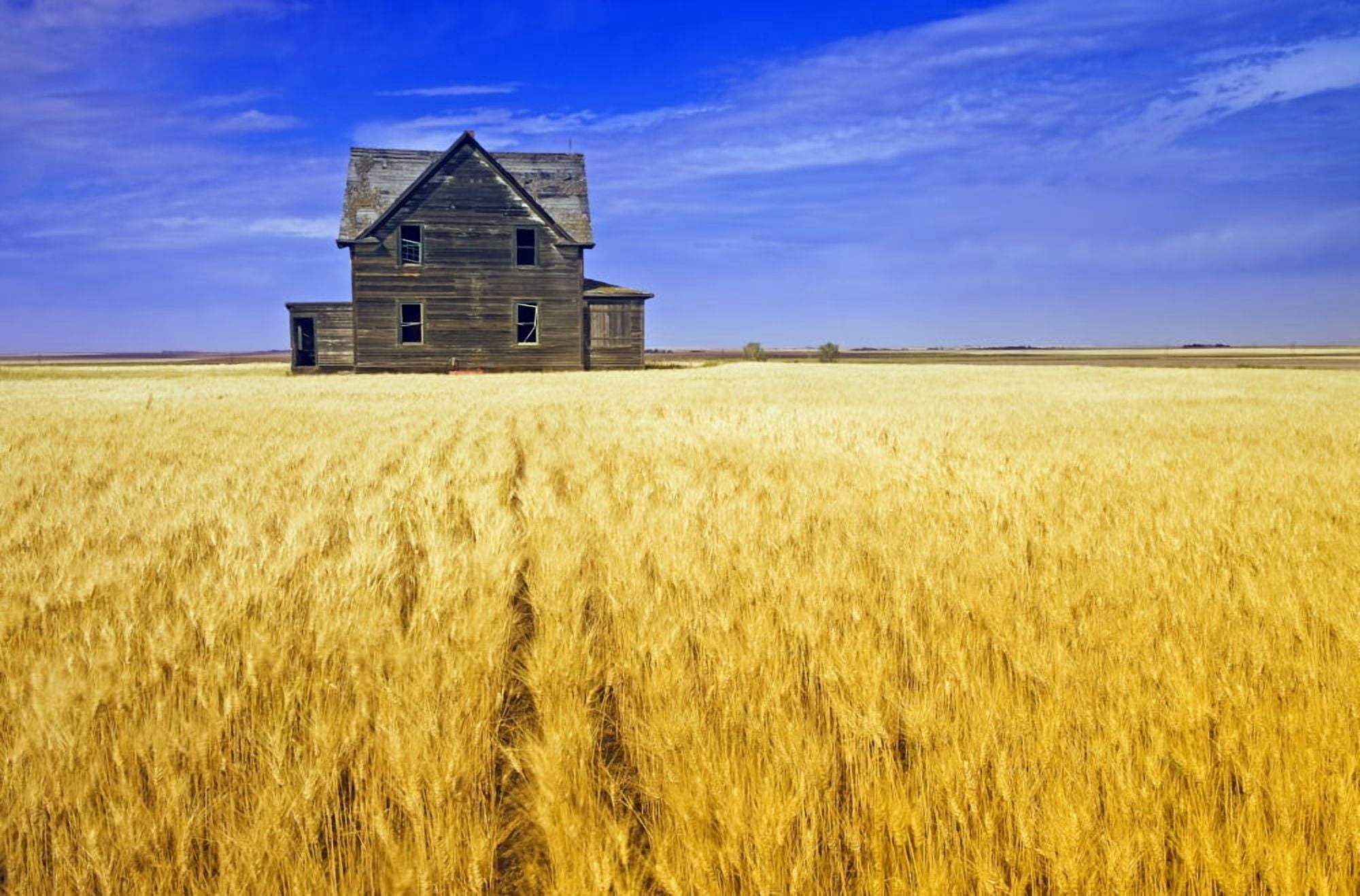 Abandoned Farmhouse In Wind-Blown Durum Wheat Field Near Assiniboia Saskatchewan Canada Canvas Art - Dave Reede Design Pics (36 x 22)