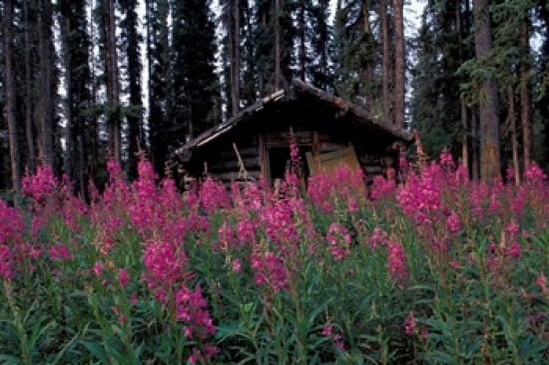Abandoned Trappers Cabin Amid Fireweed Yukon Canada Canvas Art - Paul Souders DanitaDelimont (36 x 24)