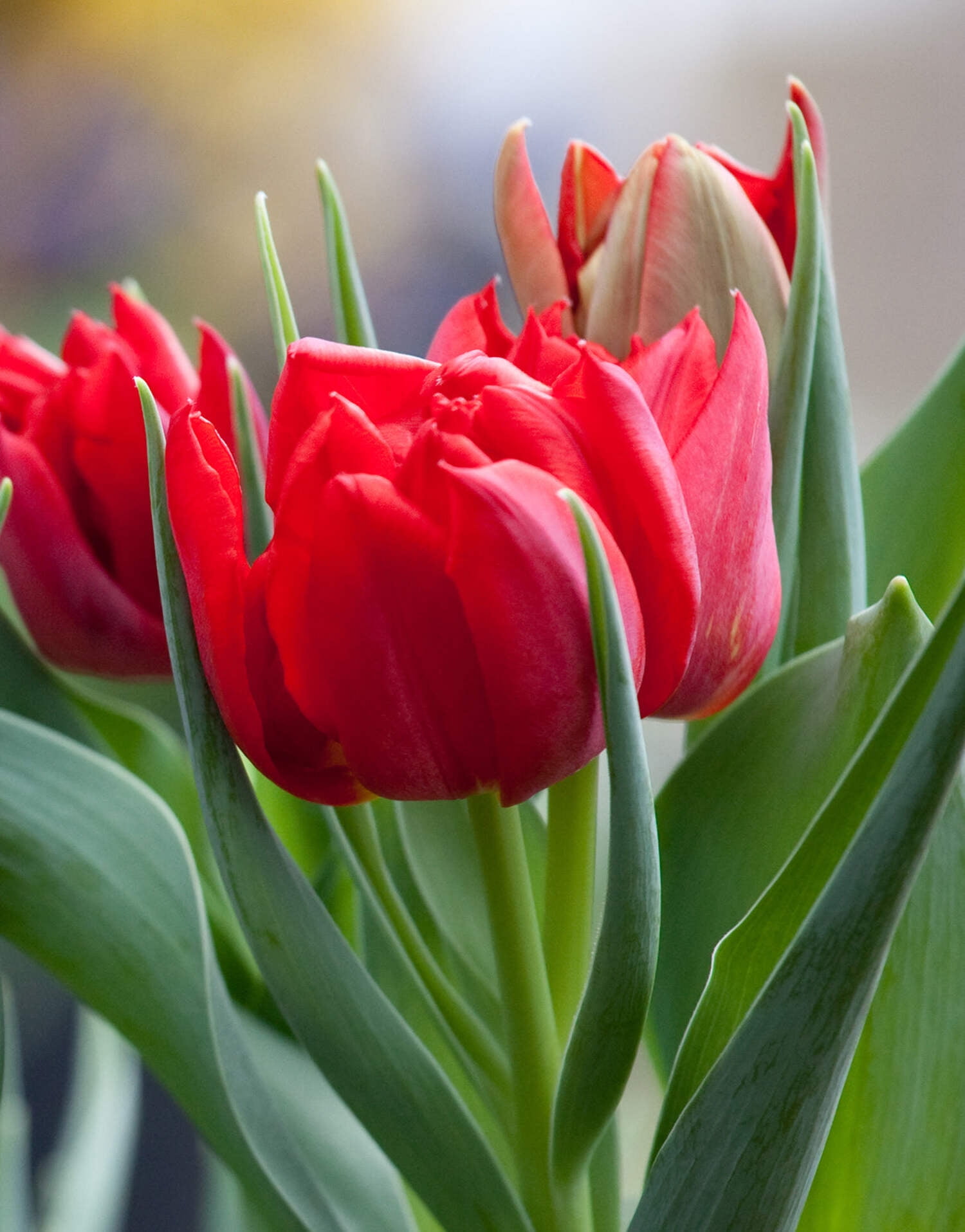 BloomingBulb Abba Tulip