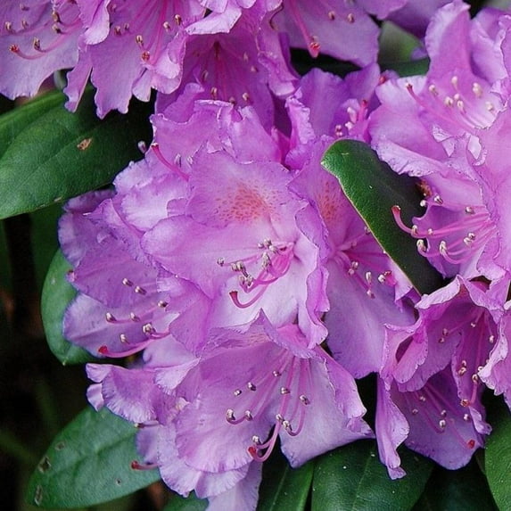 Abbey's Re-View® Rhododendron - Rhododendron x 'GREARV'