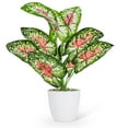 thumbnail image 1 of Abbott Collection  16 in. Polyester & Plastic Leaf Plant, Pink & Green - Large, 1 of 1