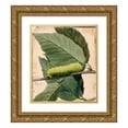 thumbnail image 1 of Abbott Handerson Thayer 12x14 Gold Ornate Wood Frame and Double Matted Museum Art Print Titled - Lunar Caterpillar, Study for Book Concealing Coloration in the Animal Kingdom, 1 of 4