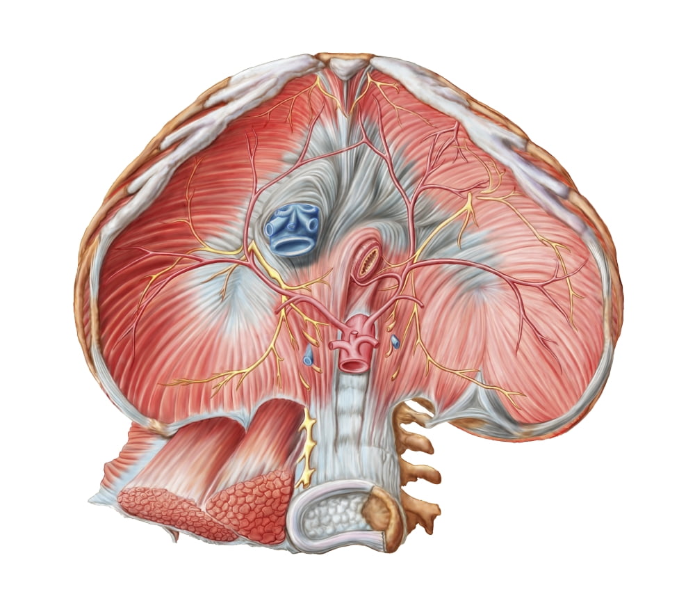 Abdominal surface of diaphragm Canvas Art - Stocktrek Images (15 x 13)