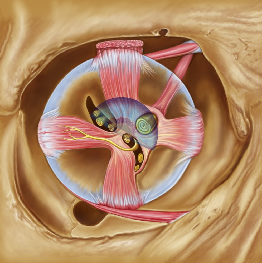 Abducent nerve in the orbit with lateral rectus muscle Canvas Art - Stocktrek Images (28 x 29)