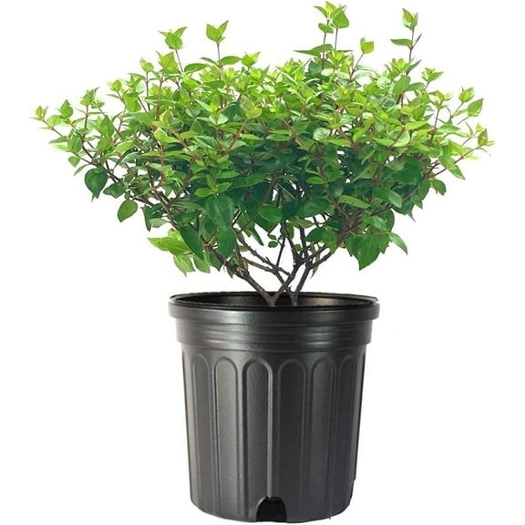 Abelia Chinensis Rose Creek | 1 Large Gallon Size Plant | Flowering Butterfly Attracting Ornamental Shrub