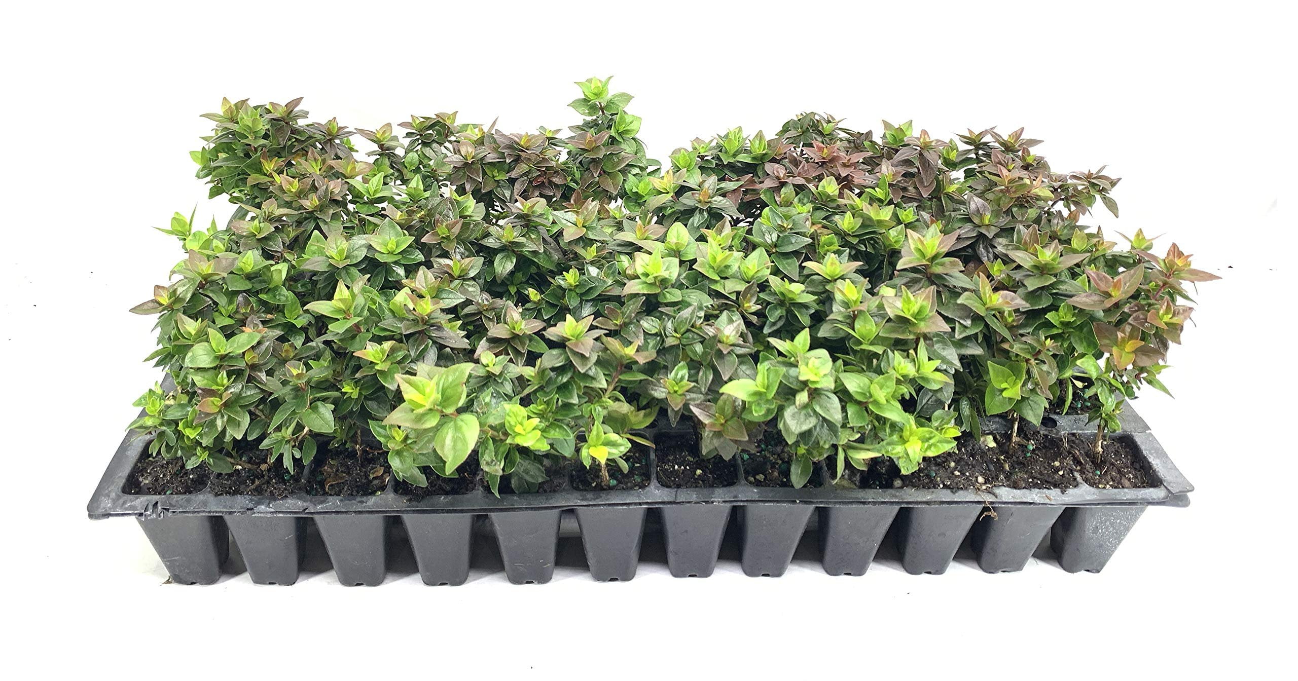 Abelia Chinensis Rose Creek - 3 Live Plants - Flowering Deer Resistant Butterfly Attracting Shrub