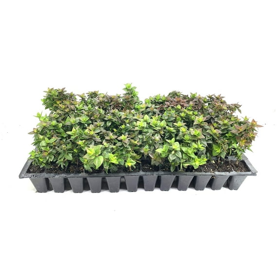 Abelia Chinensis Rose Creek - 30 Live Plants - Flowering Deer Resistant Butterfly Attracting Shrub