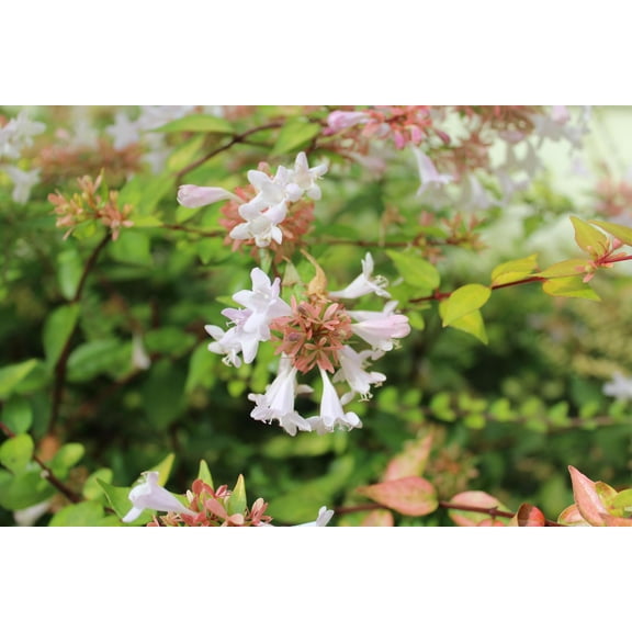 Abelia Francis Mason  1 Extra Large 3 Gallon Plant  Vibrant & Variegated Foliage, Drought-Tolerant, Low-Maintenance Shrub, Perfect for Landscaping, Borders & Ornamental Gardens
