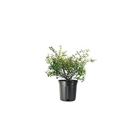 Abelia Grandiflora Edward Goucher 1 Large Gallon Size Plant Flowering Butterfly Attracting Shrub