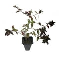 thumbnail image 1 of Abelia Grandiflora Edward Goucher - 10 Live Plants - Flowering Deer Resistant Butterfly Attracting Shrub, 1 of 8