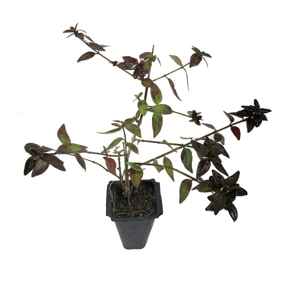 Abelia Grandiflora Edward Goucher - 10 Live Plants - Flowering Deer Resistant Butterfly Attracting Shrub