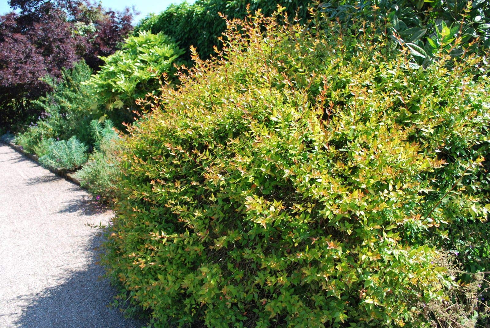 Abelia Grandiflora Francis Mason - 30 Live Plants - Flowering Deer  Resistant Butterfly Attracting Shrub - Walmart.com