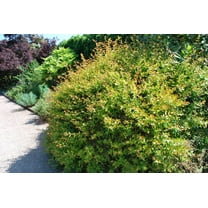 Abelia Grandiflora Francis Mason - 10 Live Plants - Flowering Deer Resistant Butterfly Attracting Shrub