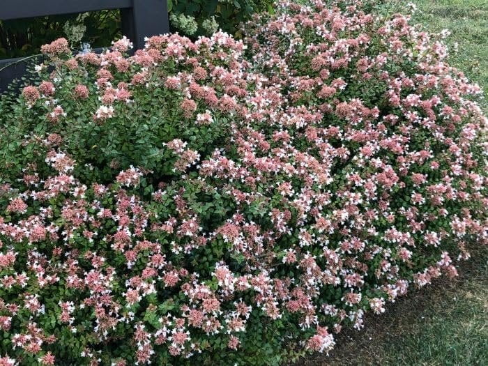 Abelia Rose Creek 1 Extra Large 3 Gallon Plant Fragrant 
