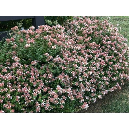 Abelia Rose Creek 1 Extra Large 3 Gallon Plant Fragrant & Flourishing Shrub, Compact, Ornamental Plant Ideal for Hedges, Borders & Landscape Accents, Low-Maintenance & Drought-Resistant