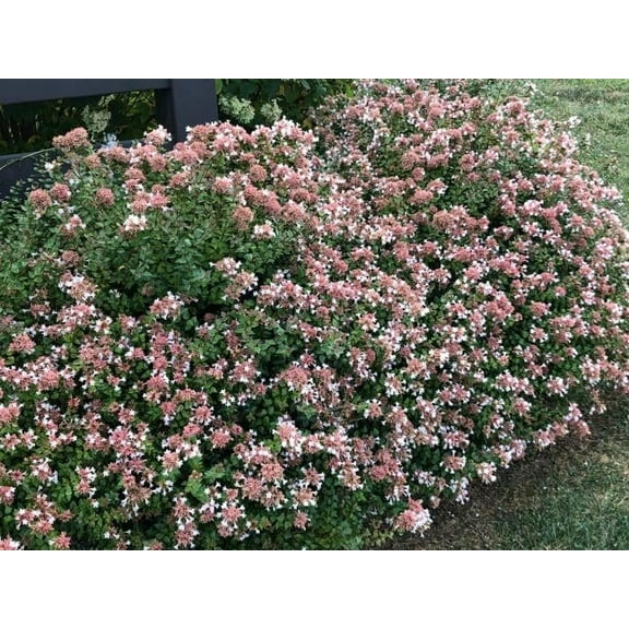 Abelia Rose Creek  1 Extra Large 3 Gallon Plant  Fragrant & Flourishing Shrub, Compact, Ornamental Plant Ideal for Hedges, Borders & Landscape Accents, Low-Maintenance & Drought-Resistant