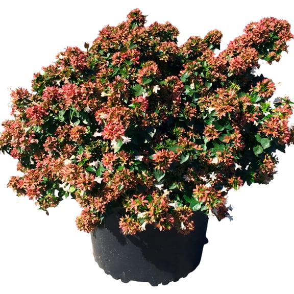Abelia Rose Creek Live Evergreen Flowering Shrub with Pink Blooms, 3 Gallon Potted, Single Pack