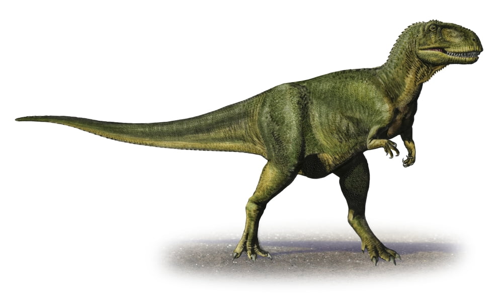 Abelisaurus comahuensis a prehistoric era dinosaur Canvas Art - Sergey KrasovskiyStocktrek Images (18 x 11)