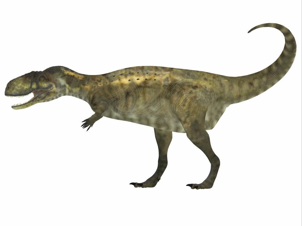 Abelisaurus dinosaur white background Canvas Art - Corey FordStocktrek Images (33 x 25)