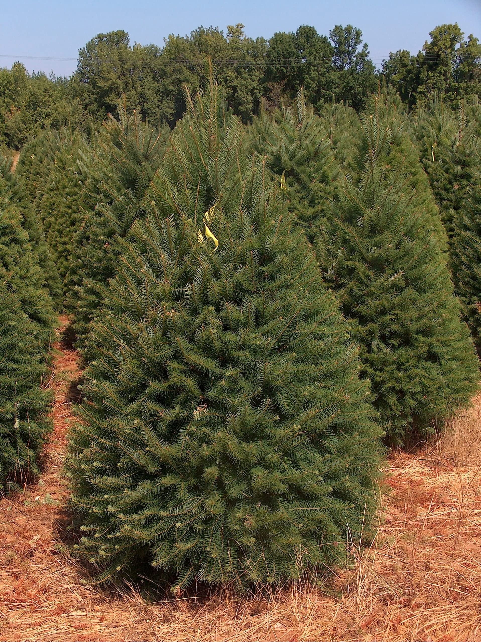 Mea Tree Abies Balsamea Fir Tree Seeds for Planting Outdoors/Potted 50 Seeds ...