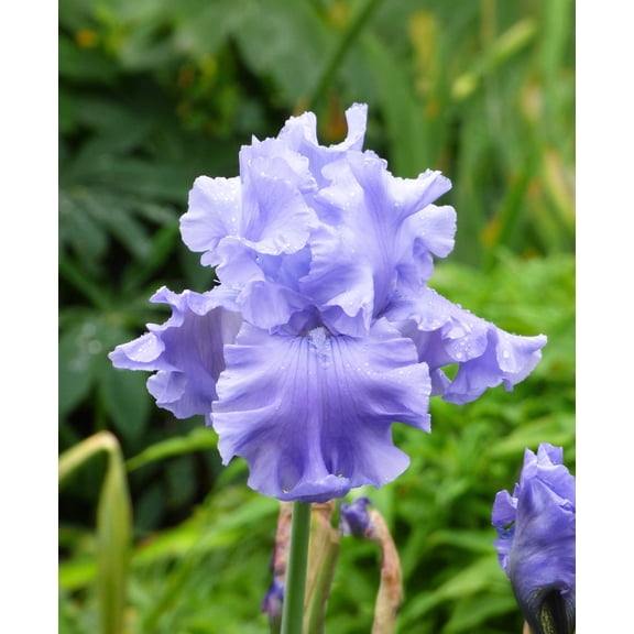 Abiqua Fall Tall Bearded Iris - 1 Rhizome
