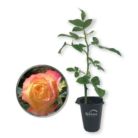 About Face Rose Bush - Live Starter Plant in a 2 Inch Pot - Beautifully Fragrant Rose from Florida - A Versatile Beauty with a Rich Fragrance