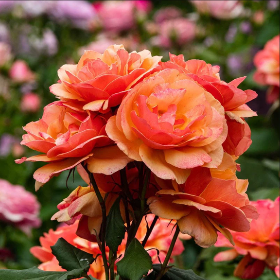 About Face Rose Plant Live for Planting, Heirloom Roses Rose Plant, Grandiflora Live Plant for Planting Outdoors, 4 to 8 Inch Tall, Ship No Pot