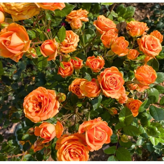 About face Rose Plant Live, Orange Gold Rose Flowers Shurb 5-9"Tall, Fragrant Flowers Vibrant Blooms