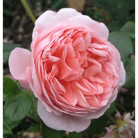 Abraham Darby English Rose Plant Live, Rose Bush Live Plant for Planting Your Garden, 4-6" Height Well-Rooted, Fragrant Flowers Vibrant Blooms