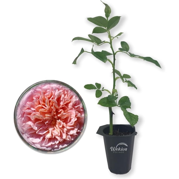 Abraham Darby Rose Bush - Live Starter Plant in a 2 Inch Pot - Beautifully Fragrant Heirloom Rose from Florida - A Versatile Beauty with a Rich Fragrance