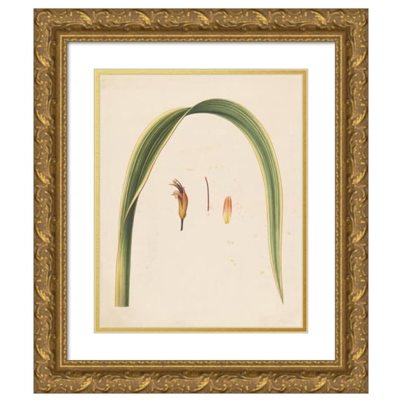 Abraham Jacobus Wendel 20x24 Gold Ornate Framed and Double Matted Museum Art Print Titled - Study of a Leaf and a Flower (1836 - 1915)