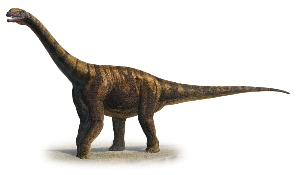 Abrosaurus dongpoi a prehistoric era dinosaur Canvas Art - Sergey KrasovskiyStocktrek Images (37 x 22)
