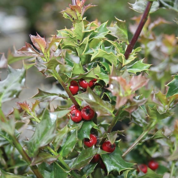Absolute Rose Rosa spp. | Fragrant, Red Blooms | Garden Border, Container | Attracts Pollinators | Hardy in Zones 4-9 | Full Sun 10 Gallon