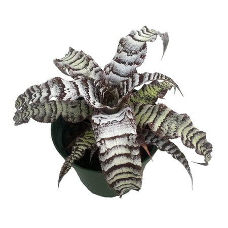 Absolute Zero Earth Star Plant - Cryptanthus - 5" Pot