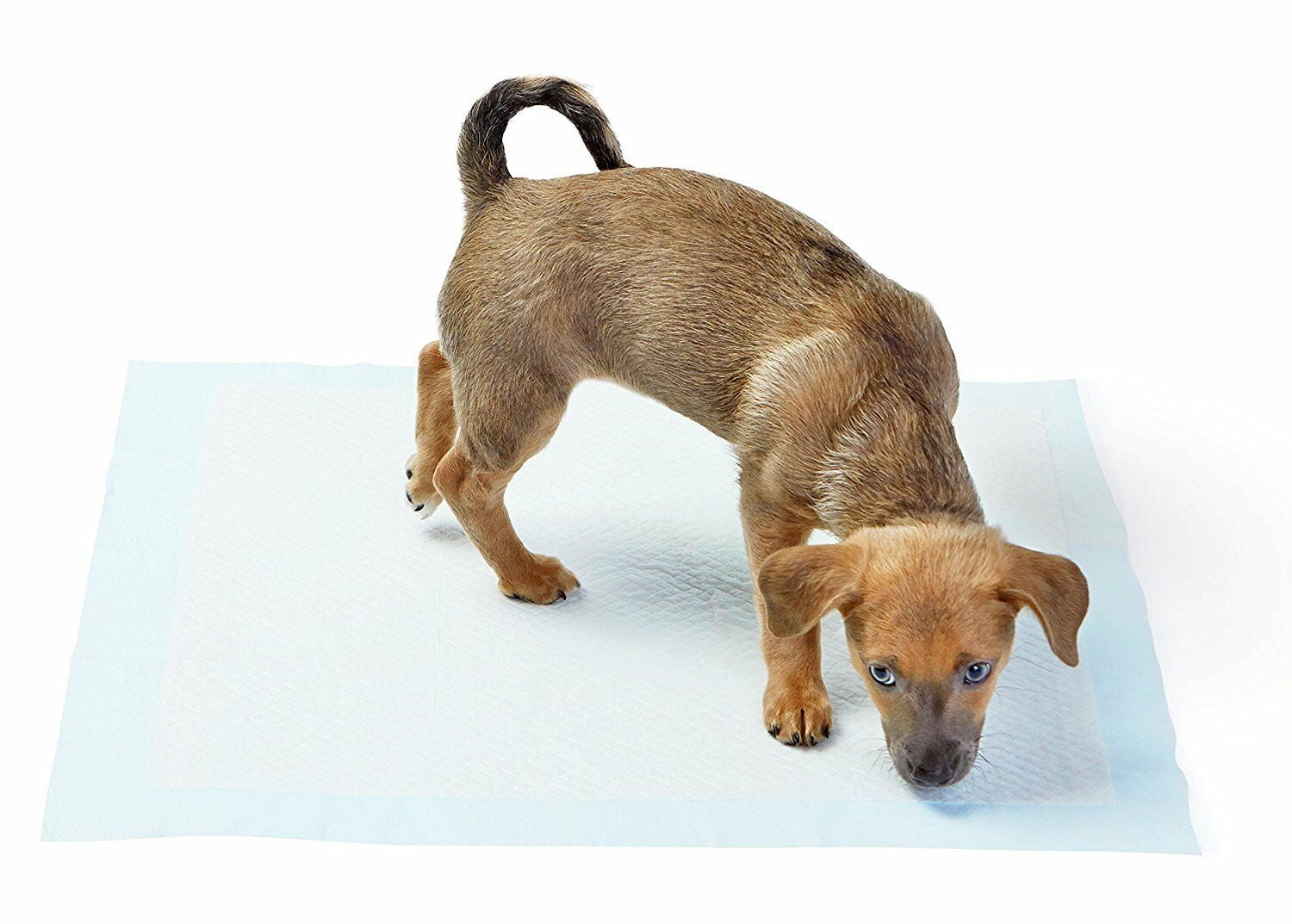 Absorbease Large Disposable Potty Training Puppy Pad, Heavy Absorbency Dog & Pet Pads, 23" x 36" 100 Count