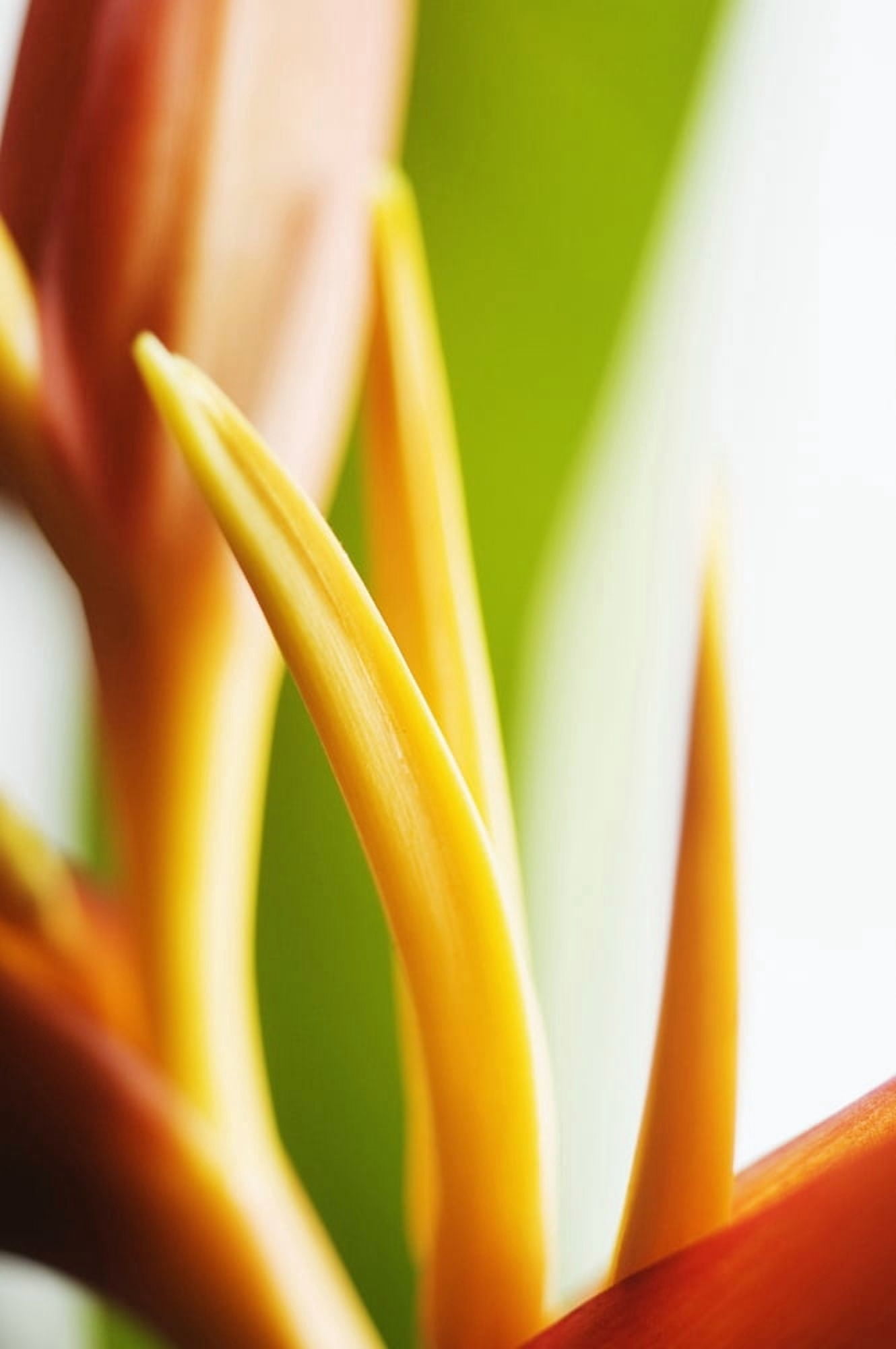 Abstract Close-Up View Of Heliconia Canvas Art - Mary Van de Ven Design Pics (22 x 34)