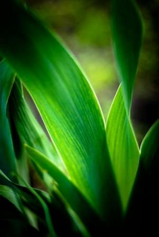 Abstract Green Leaves I Canvas Art - Beth Wold (20 x 28)
