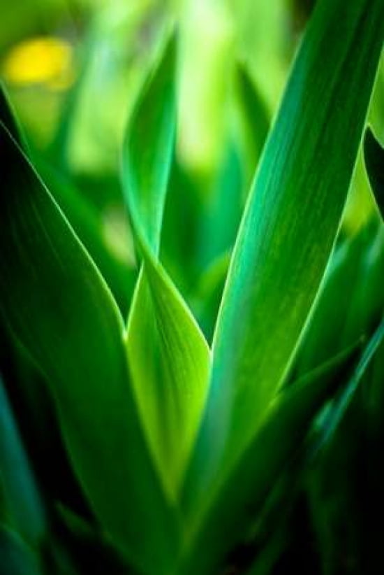 Abstract Green Leaves II Canvas Art - Beth Wold (12 x 18)