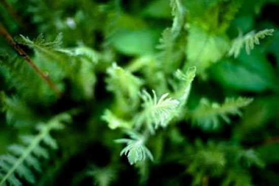Abstract Green Plant Canvas Art - Beth Wold (24 x 36)