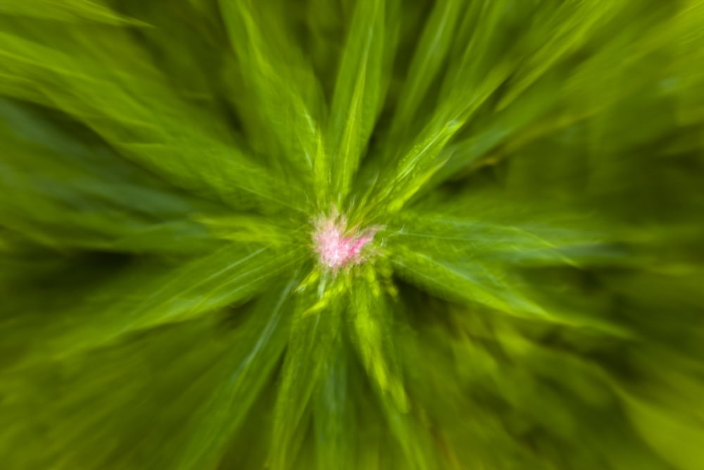Abstract Of New Fireweed Growth Shoup Bay State Marine Park Prince William Sound Southcentral Alaska Summer Canvas Art - Kevin Smith Design Pics (36 x 24)