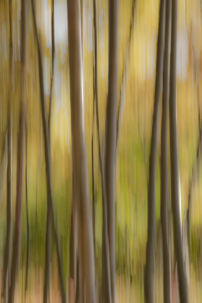 Abstract Of Birch Trees And Fall Colors Alaska Canvas Art - John Delapp Design Pics (22 x 34)